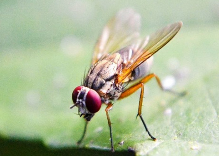 Lalat Bisa Mencemari Makanan, Bila Bersentuhan dengan Patogen dan Makanan