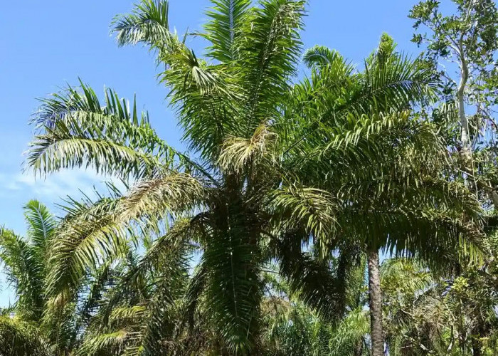 Harga TBS Sawit Mukomuko 8 Oktober 2026 Stabil, Tertinggi Rp3.000 per Kg