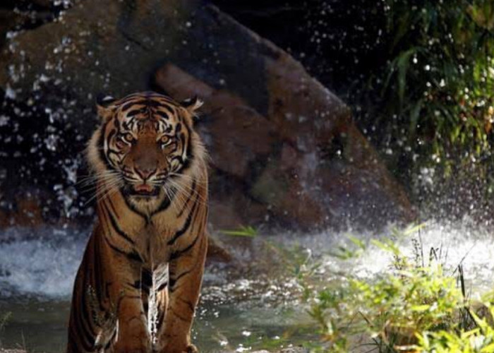 10 Fakta Menarik Tentang Harimau Sumatera: Keunikan yang Jarang Diketahui