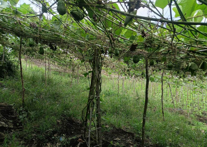 Tips Menghadapi Cuaca Ekstrem bagi Petani Hortikultura