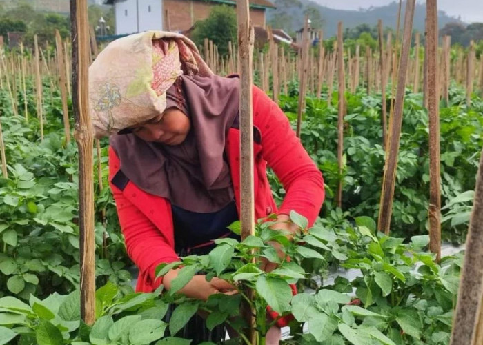 5 Tanaman Sayuran yang Cocok Ditanam Saat Musim Kemarau