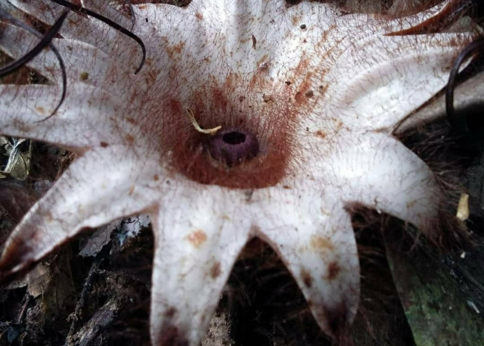 Bunga Rhizhanthes Mekar di Kepahiang Bengkulu, Puspa Langka Kerabat Rafflesia