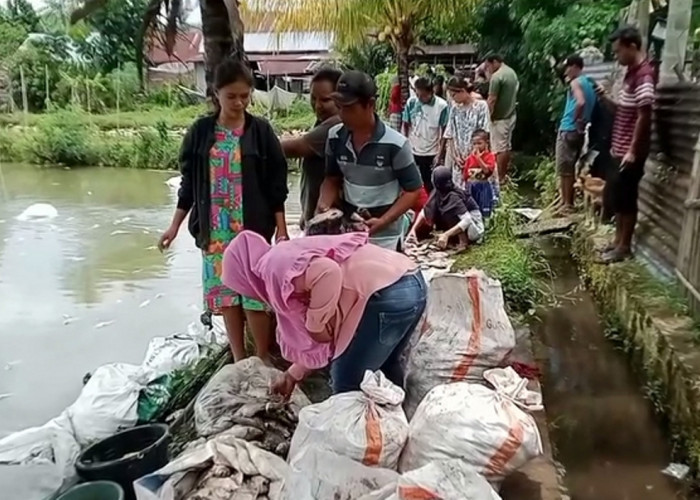 Kerugian Puluhan Juta, Ikan Nila Siap Panen di Kolam Belumai Mati Mendadak