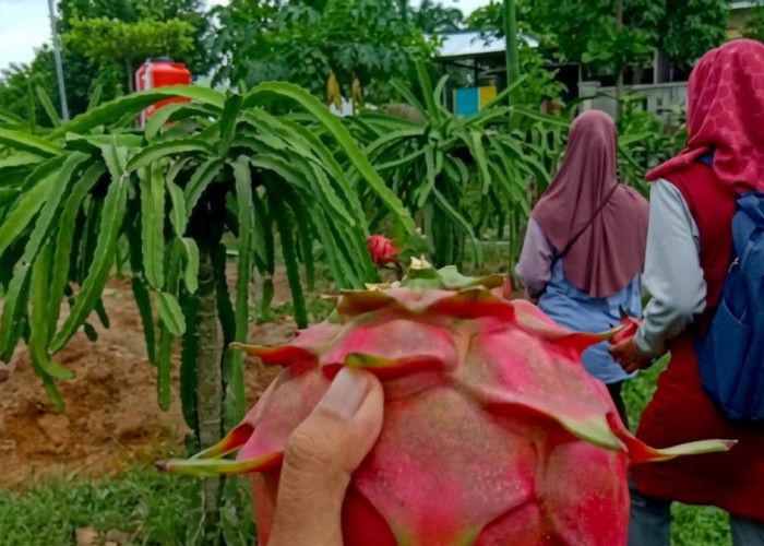 Saat Desa BRILiaN Menumbuhkan Mimpi Baru, Buah Naga Mengubah Wajah Sumber Mulya