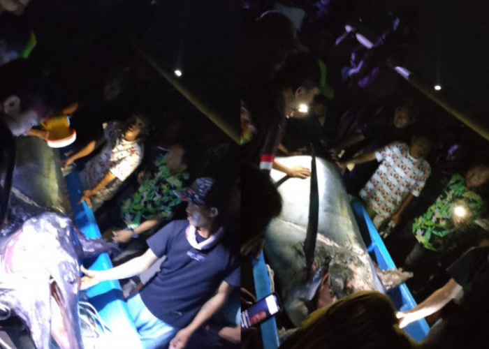 Heboh! Hilang Saat Melaut, 3 Nelayan Pasar Lama Ternyata Dapat Jackpot Ikan Marlin 200 Kg