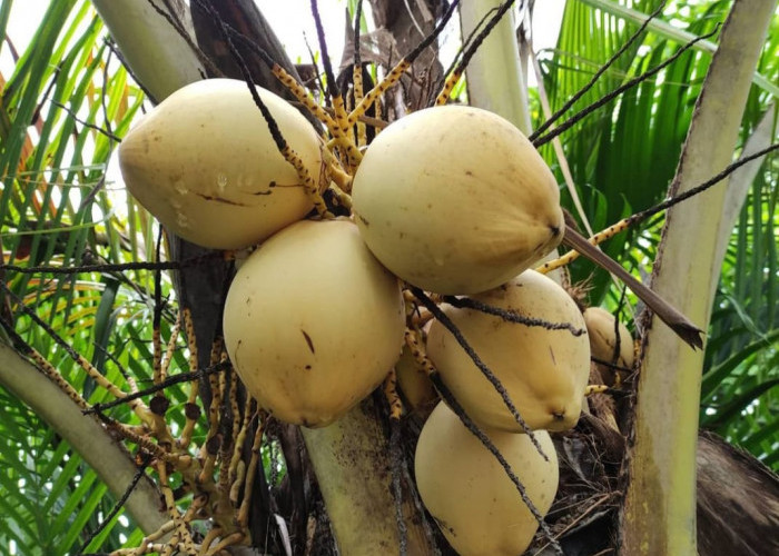 Populer di Negara Tropis, Ketahui 6 Manfaat Kelapa Kuning Bagi Kesehatan Tubuh