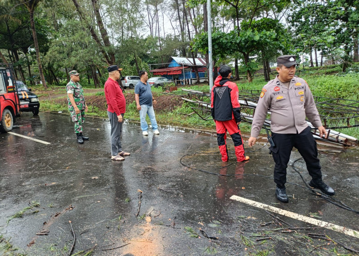 Hujan Badai Melanda Bengkulu, Pohon Tumbang Terjadi di Beberapa Titik