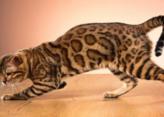 6 Fakta Unik dan Keistimewaan Kucing Bengal yang Dijuluki Si Kucing Mahal