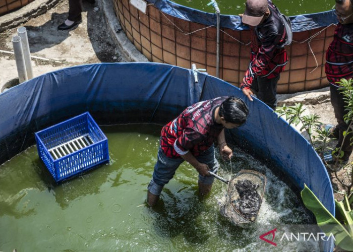 Kota Bengkulu Ajukan 1.000 Bioflok ke KKP, 23 Koperasi Disiapkan Jadi Penggerak Budidaya Ikan