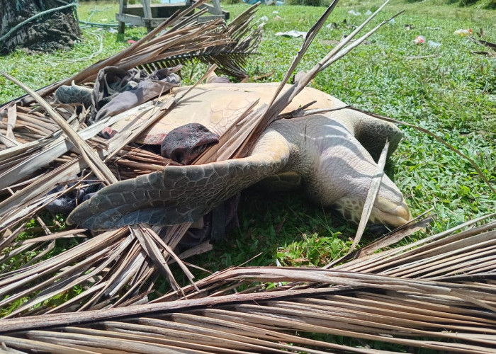 Penyu Langka Ditemukan di Pantai Pasar Bawah Kota Manna, Dilepasliarkan Usai Dievakuasi