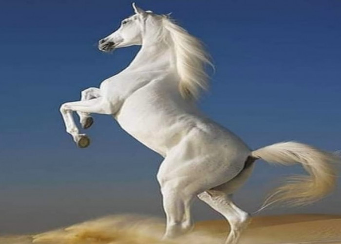 Dzuljannah, Kuda Setia Imam Hussein bin Ali yang Tetap Setia hingga Akhir Hayat