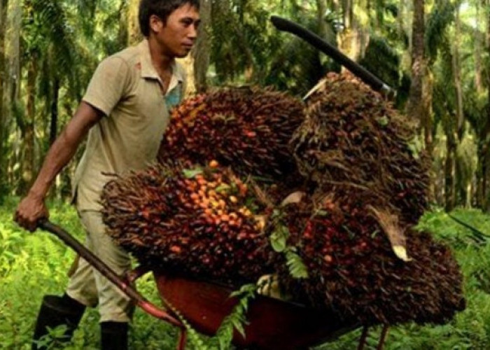 Perkebunan Kelapa Sawit Investasi Jangka Panjang, Pendapatan 1 Hektar Melebihi Gaji ASN Golongan 2a