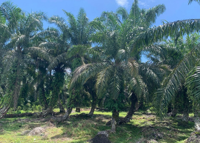 Harga TBS Sawit di Mukomuko Naik, Tertinggi Rp2.700/Kg: Ini Daftar Lengkap Harga per Pabrik