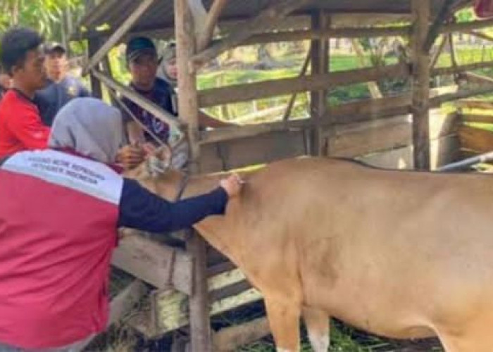 Antisipasi Penyakit Ngorok, Distan Mukomuko Siapkan 4.300 Dosis Vaksin SE Tahun 2026