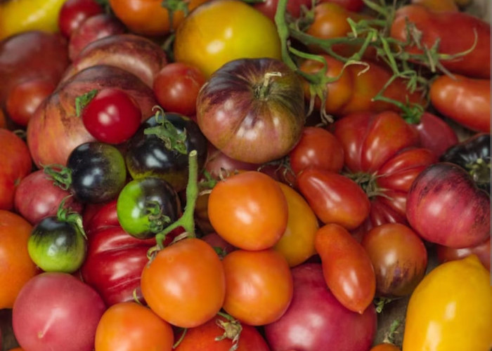 Kenali, 6 Jenis Tomat beserta Manfaatnya dan Cara Pengolahan