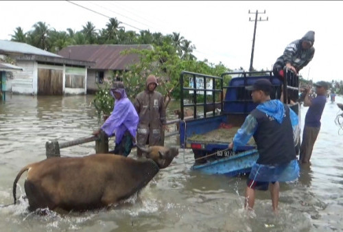 Kandang Terendam Banjir, 54 Hewan Kurban di Kota Bengkulu Dievakuasi