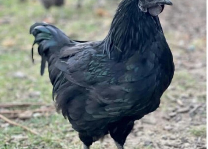Benarkah Ayam Cemani Simbol Kekuatan Gaib, Dulunya Peliharaan Raja dan Bangsawan