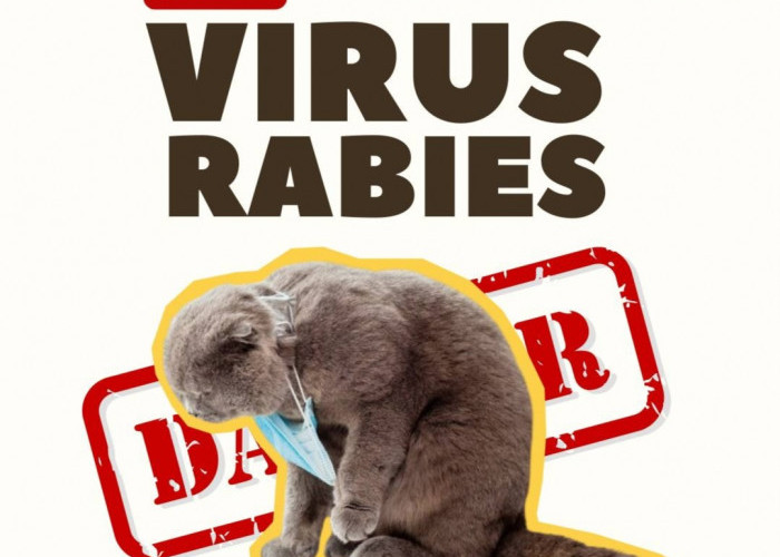 Bahaya Virus Rabies pada Kucing dan Tips Efektif Mencegahnya