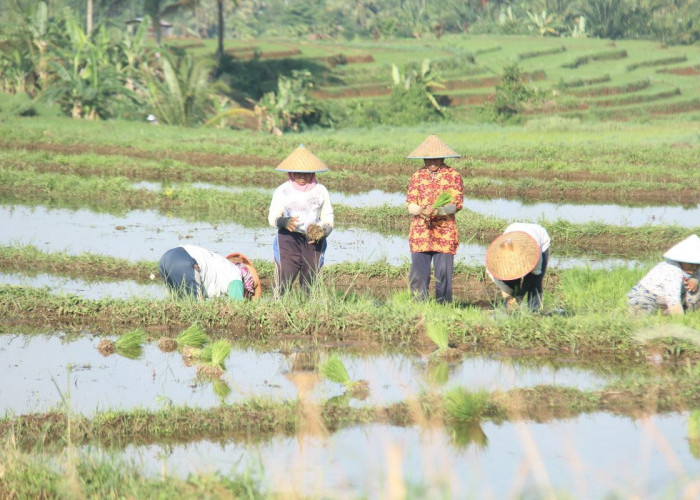 306 Petani Bengkulu Utara Dicoret dari Penerima Pupuk Subsidi 2025, Apa Penyebabnya?