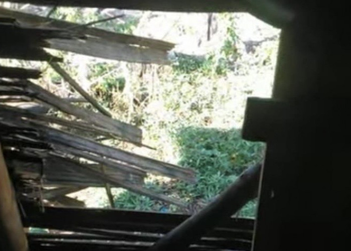 Beruang Liar Teror Kebun Warga Seluma, Warga Takut Kembali ke Ladang