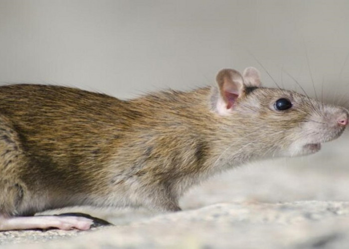 Jengkel dengan Keberadaan Tikus? Jangan Panik, Gunakan 8 Bahan Alami Ini untuk Mengusirnya dari Rumah