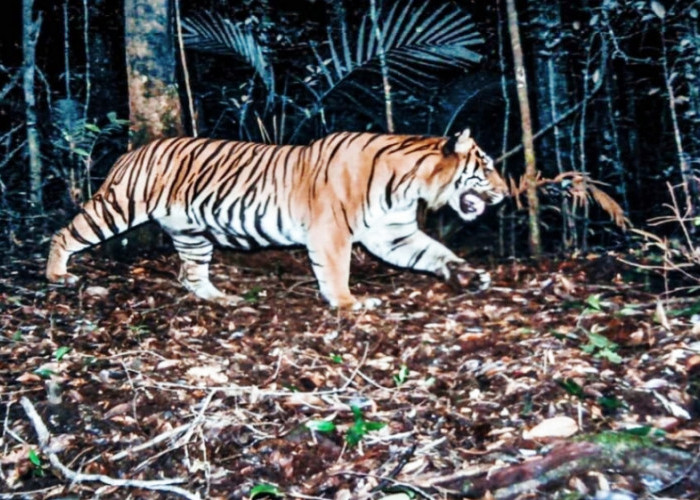 4 Mitos Khasiat Harimau untuk Kesehatan Manusia, Terbukti Kebenarannya?