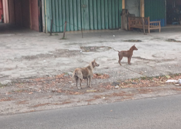 Kasus Gigitan Hewan Rabies Meningkat, Warga Rejang Lebong Cemas Anjing Liar