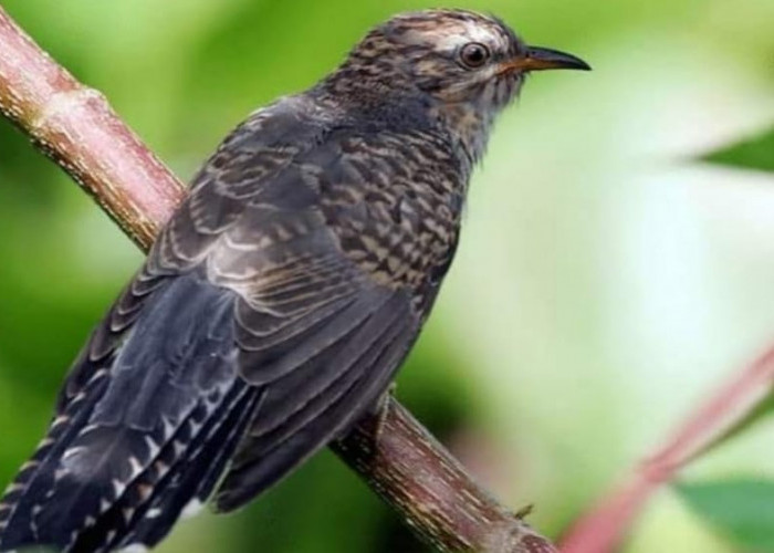 Mitos Burung Kedasih: Burung Parasit Pembawa Kabar Buruk, Kicauannya Pertanda Datangnya Bala