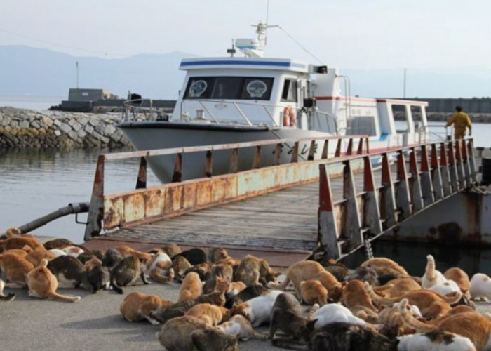 6 Fakta Unik Tentang Pulau Aoshima, Populasi Kucing Lebih Banyak dari Manusia