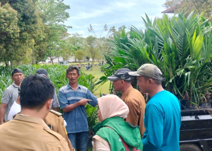 Pemkab Kaur Mulai Salurkan 20 Ribu Bibit Sawit Gratis, Simak Cara Dapatkan Bantuan