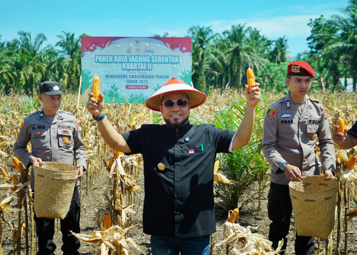 Bengkulu Panen 3.320 Ton Jagung, Dukung Ketahanan Pangan Nasional dan Arah Ekspor