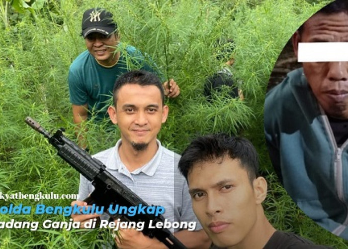 Petani Ladang Ganja di Rejang Lebong Ngaku Diupah 100 Ribu Semalam? Polisi Dalami Temuan