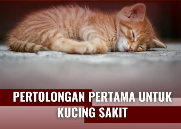 Si Kucing Sakit? Ini Langkah Pertolongan Pertama yang Wajib Diketahui!