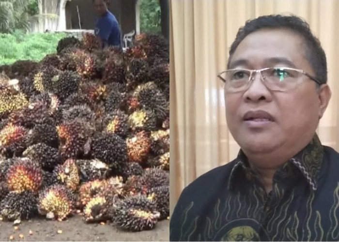 Pemprov Bengkulu Awasi Ketat Harga Sawit, PKS Masih Beli di Bawah Ketetapan
