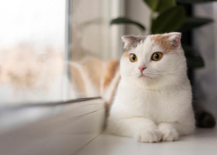 Mulai dari yang Lucu Hingga yang Sangar: Berikut Ras Kucing Paling Populer!