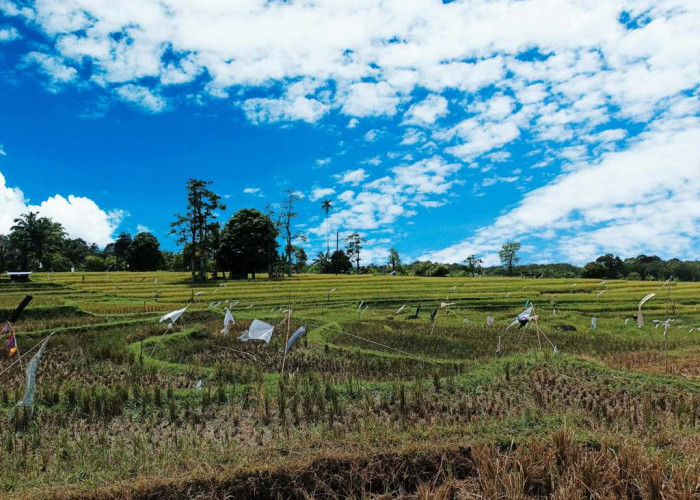 Panen Raya Pertama di Bengkulu Utara Tak Sepenuhnya Sukses, Hasil Turun 50 Persen