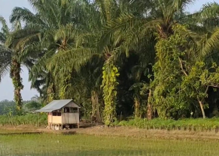 Optimalkan Lahan Kelapa Sawit, Mukomuko Usulkan Cetak Sawah Baru Seluas 400 Hektare pada 2025