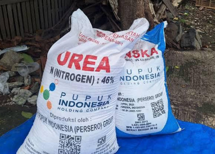 Petani Sawah Mengeluh, Pupuk Subsidi Langka dan Harga Tak Sesuai HET
