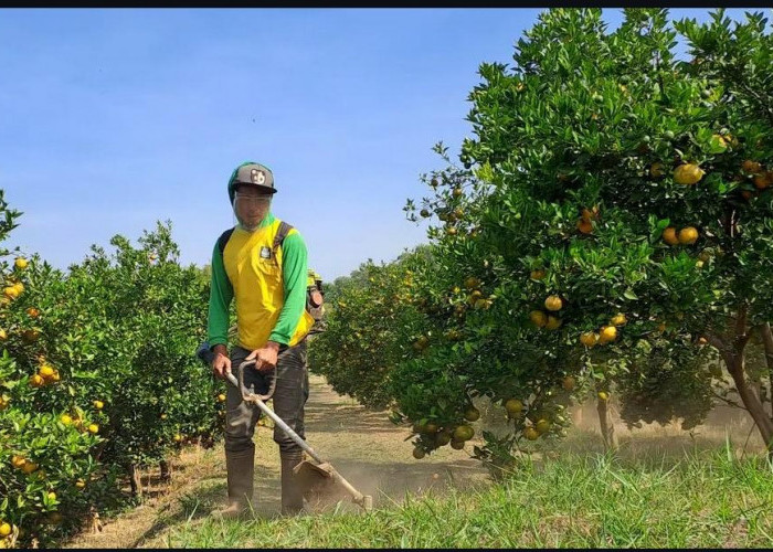 9 Cara Proses Perawatan Tanaman Jeruk Manis yang Benar