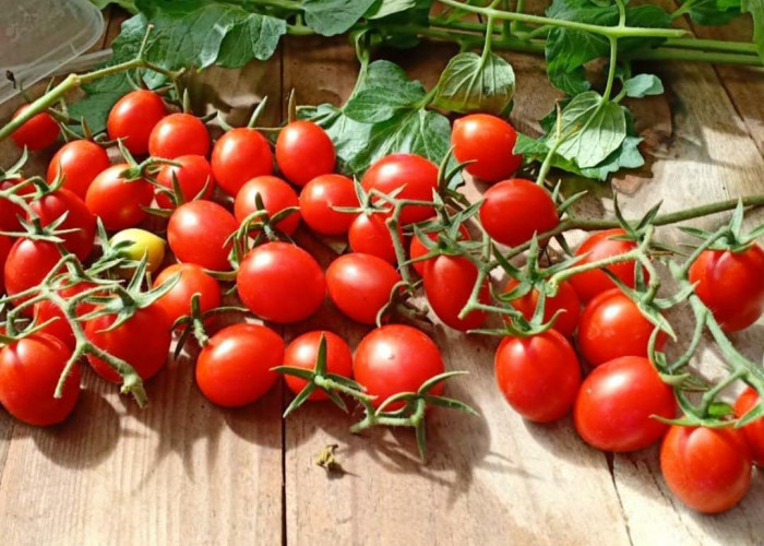 7 Manfaat Tomat Ceri untuk Kesehatan, Salah Satunya Bisa Bantu Turunkan Tekanan Darah
