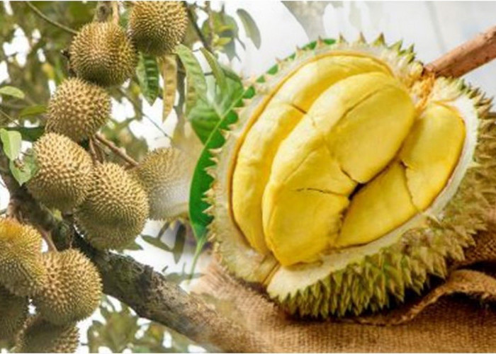 Jangan Makan Durian Bersamaan Mengonsumsi Alkohol, Bisa Ganggu Metabolisme Tubuh 