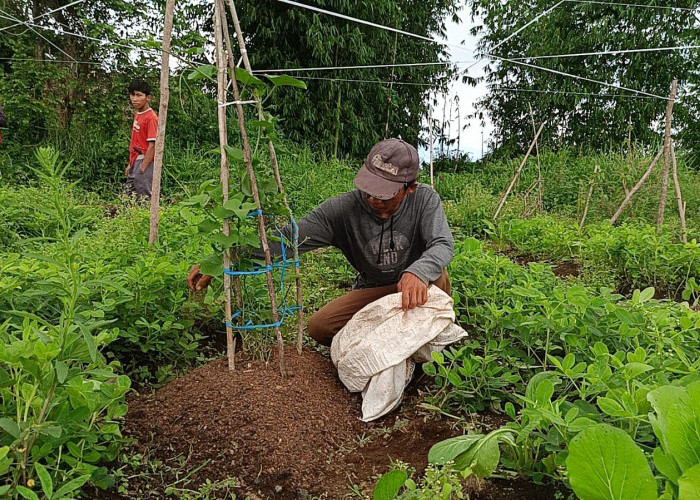 Tips Sukses Bertani Saat Musim Penghujan, Petani Ini Ajak Hindari Penggunaan Pupuk Mengandung Nitrogen Tinggi 