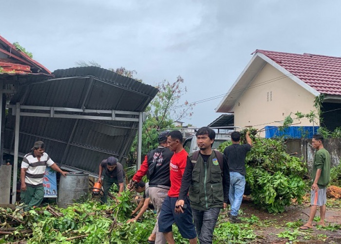 Hujan Deras Subuh, Pohon Mahoni Roboh Timpa Usaha Warga dan Tutup Jalan di Nusa Indah