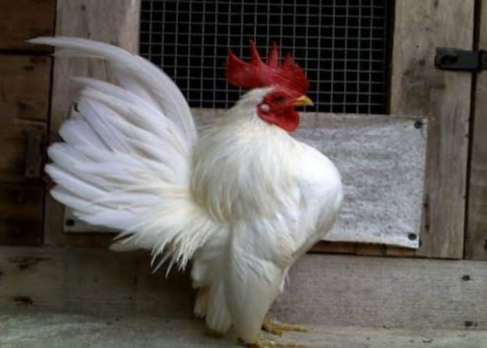 Ayam Serama, Ayam Mungil dari Negeri Jiran Malaysia