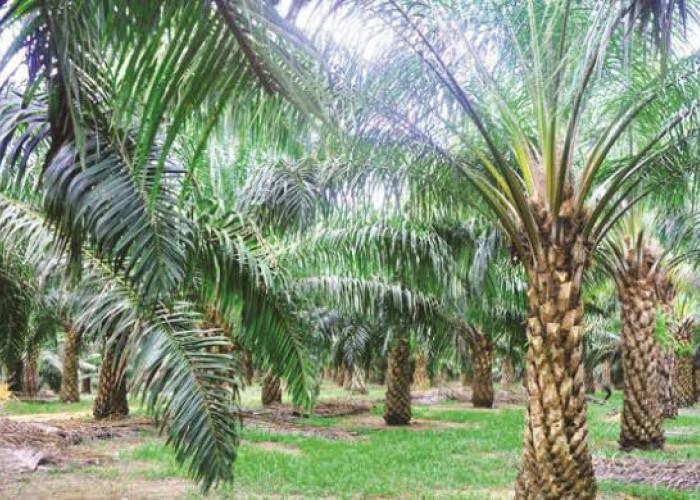 Harga TBS Sawit di Mukomuko Kembali Anjlok, Tertinggi Hanya Rp 2.730 per Kilogram
