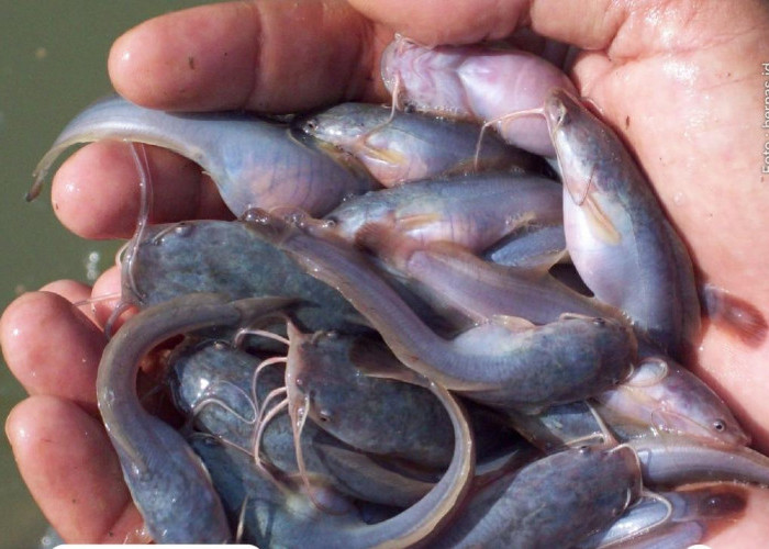 Kualitas Air Buruk, Berikut Deretan Penyebab Ikan Lele Terkena Penyakit Kembung dan Cara Menanganinya