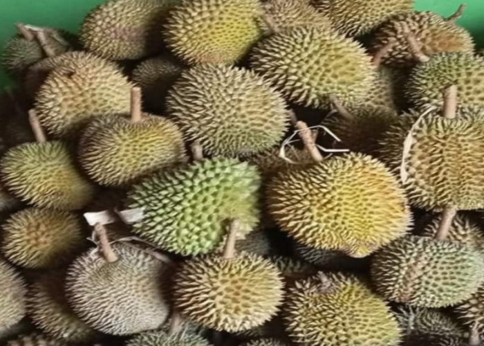 Wow! Inilah 7 Varietas Durian Unggulan Provinsi Bengkulu, Terkenal Karena Rasanya dan Paling Banyak Dicari
