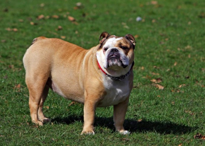 Anjing yang Ramah, Ini 8 Fakta Anjing Bulldog yang Cukup Unik, Bisa Jadi Anjing Penjaga yang Sempurna