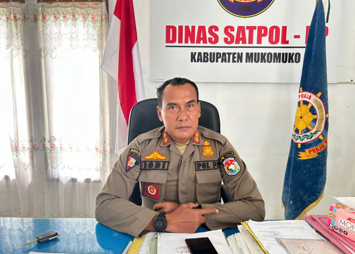 Satpol PP Mukomuko Bentuk Tim Khusus Tertibkan Hewan Ternak Liar