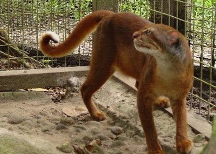 Terancam Punah, Kucing Merah Kalimantan Sulit Dijumpai, Beraktivitas di Malam Hari  